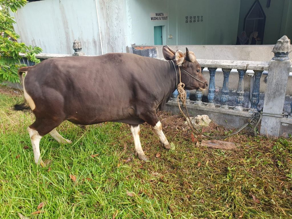 Sapi qurban pilihan Berkah Aqiqah Tanjungpinang